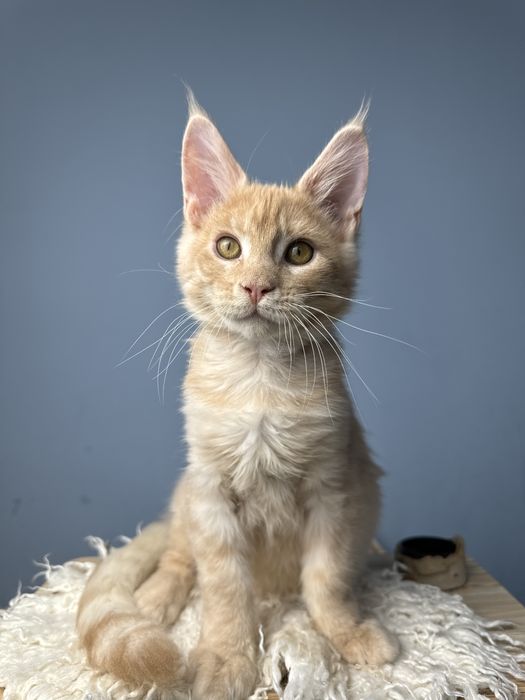 Безумно ласковый мальчик котенок мейн кун в  нарядном окрасе