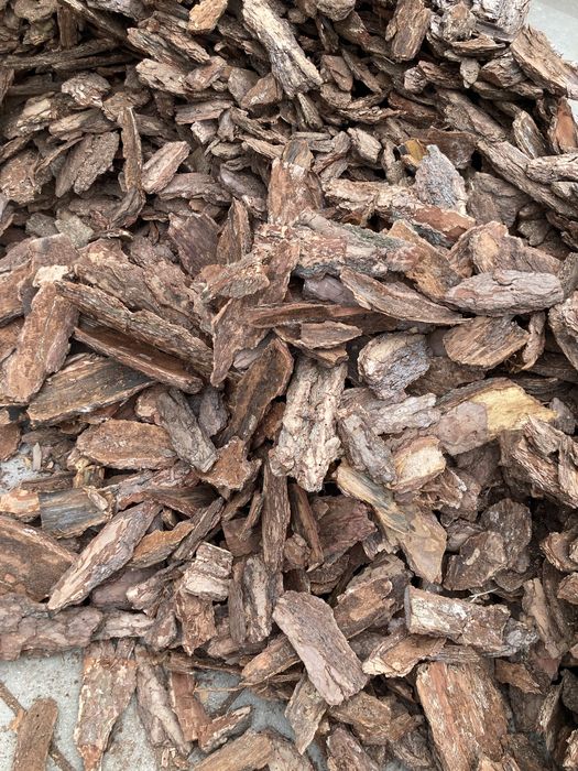 Kora Sosnowa Świeża