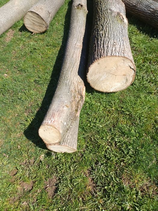 Липа, кругляк свіжоспил.