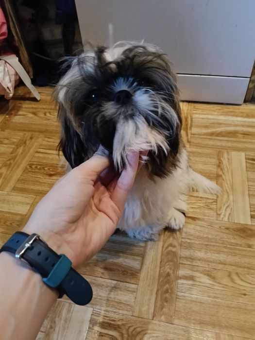 Shih tzu suczka - płatna adopcja