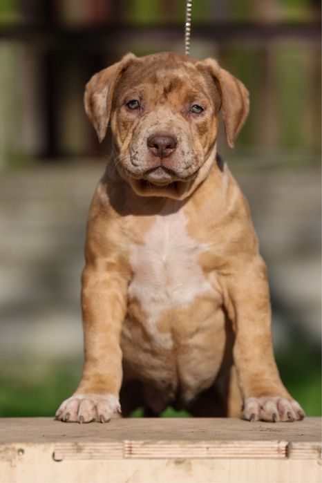 Szczeniak American Bully XL