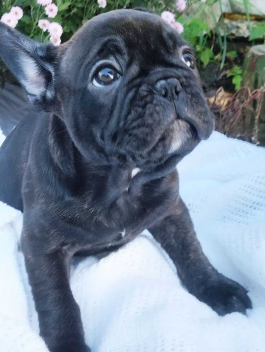 Французький бульдог