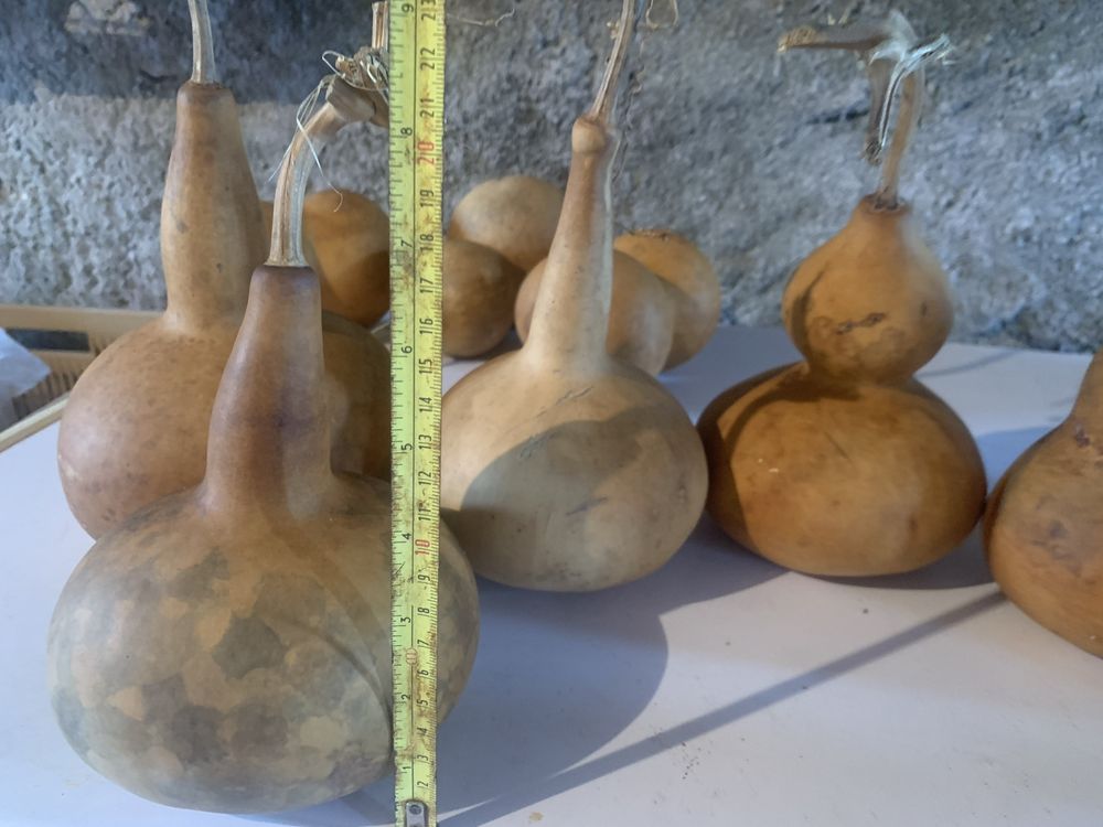 Vendem se cabaças secas