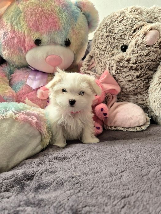 Maltańczyk szczenię suczka ZHPR