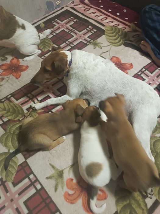 Цуценята.Фокс тер'єр метиси,дівчатка.Собака