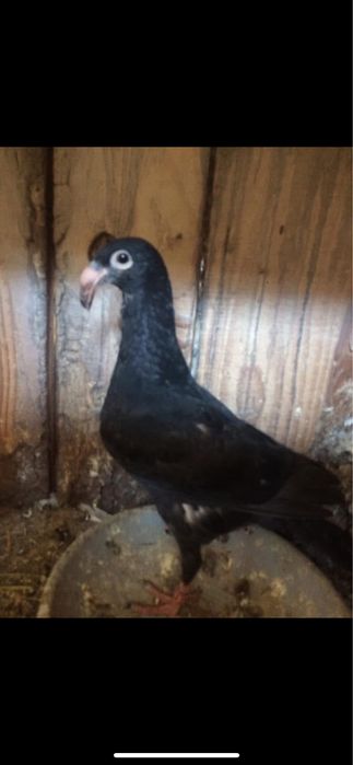 Декоративні кури