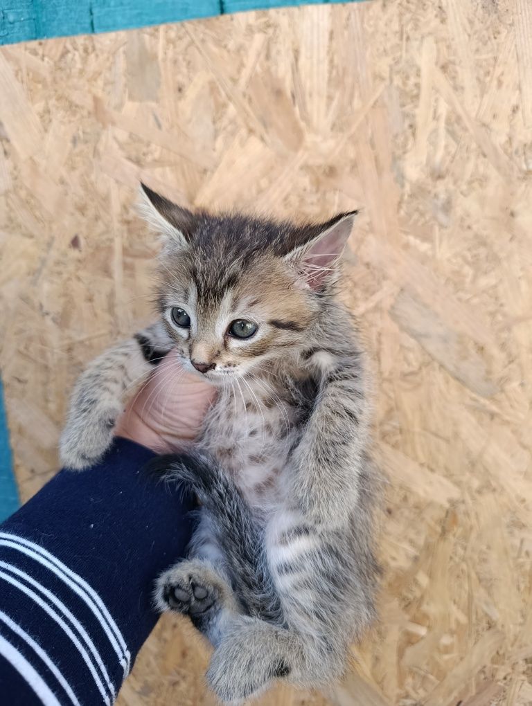 Котики в добрі руки