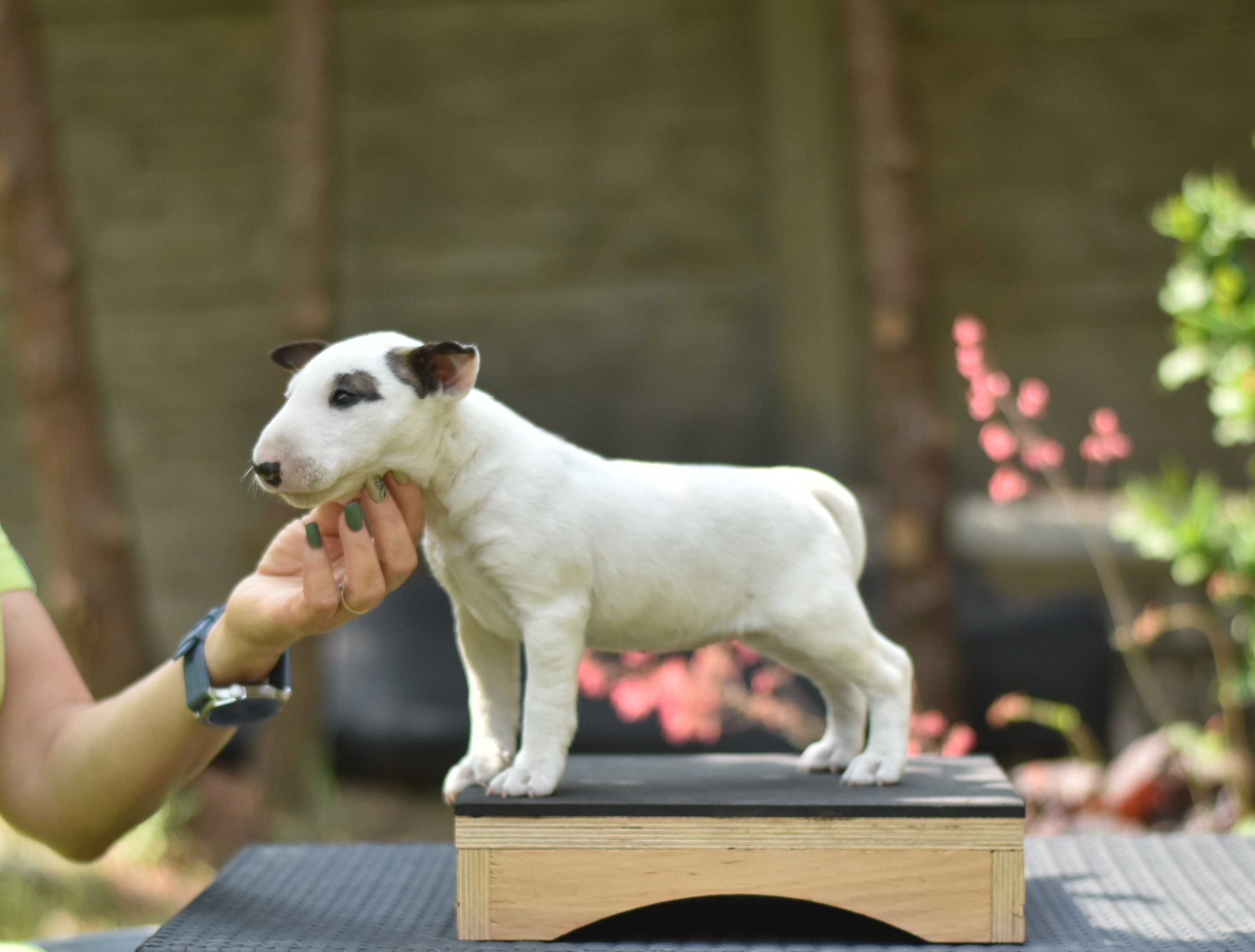 Mini bulterierka – chodząca słodycz szuka domu!