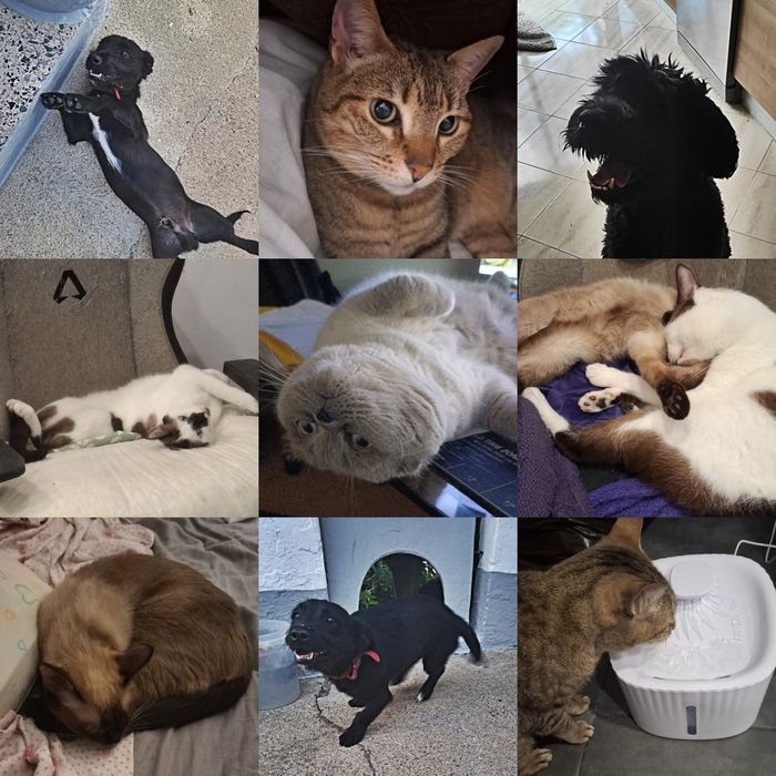 Petsitting/Housesitting/ DogWalking a qualquer tipo de animal