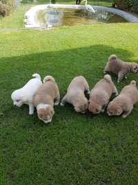 Akita inu szczeniaki