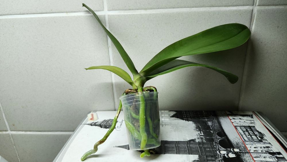 Орхідея фаленопсис- підліток сорту Katleen(10cm)