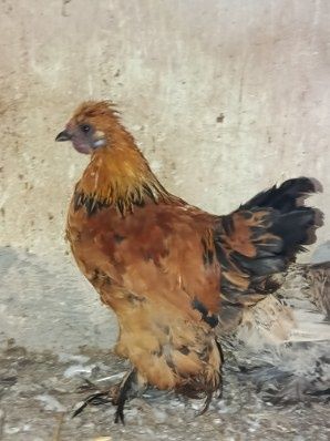 Koguty karzełek łapciaty