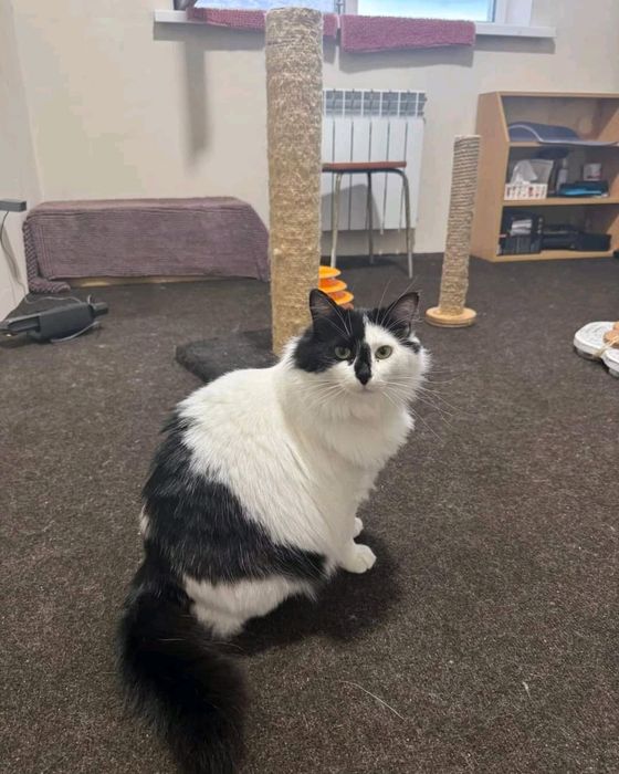 Красуні потрібна сім'я