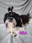 Shih-tzu Suczka dorosła