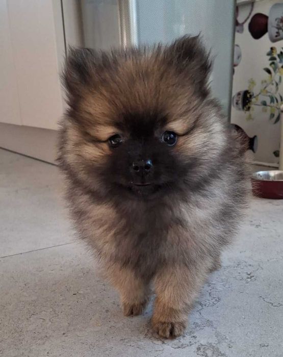 Szpic miniaturowy Pomeranian suka Kiara