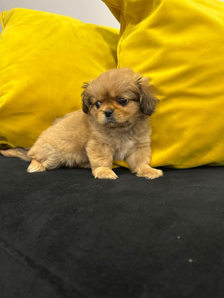 Pequines menino lindo