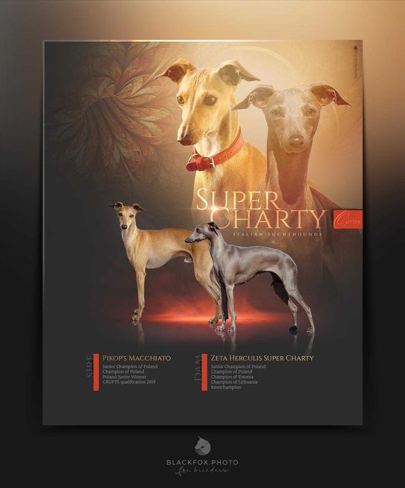 Charcik włoski, chłopczyk, ZKwP (FCI)