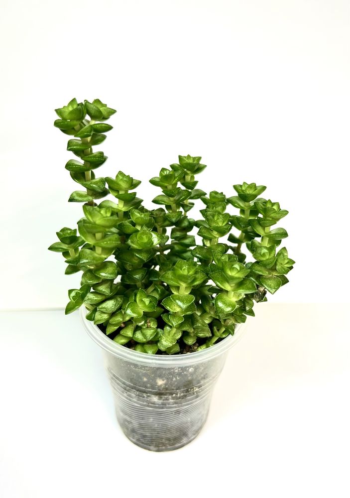 Суккуленты,крассулы