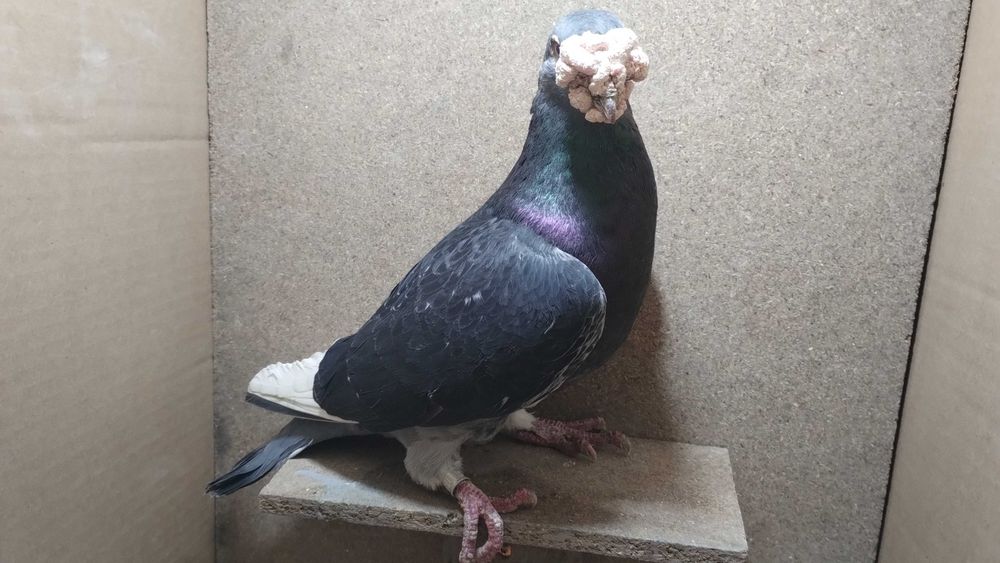 Gołębie staropolskie