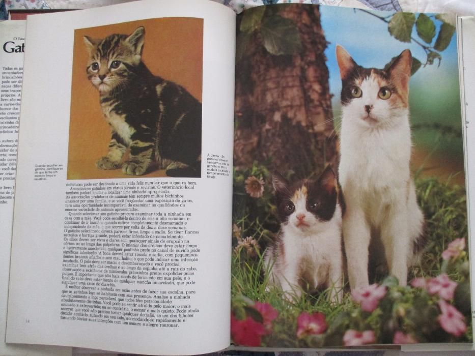 o fascinante livro dos gatinhos angela sayer