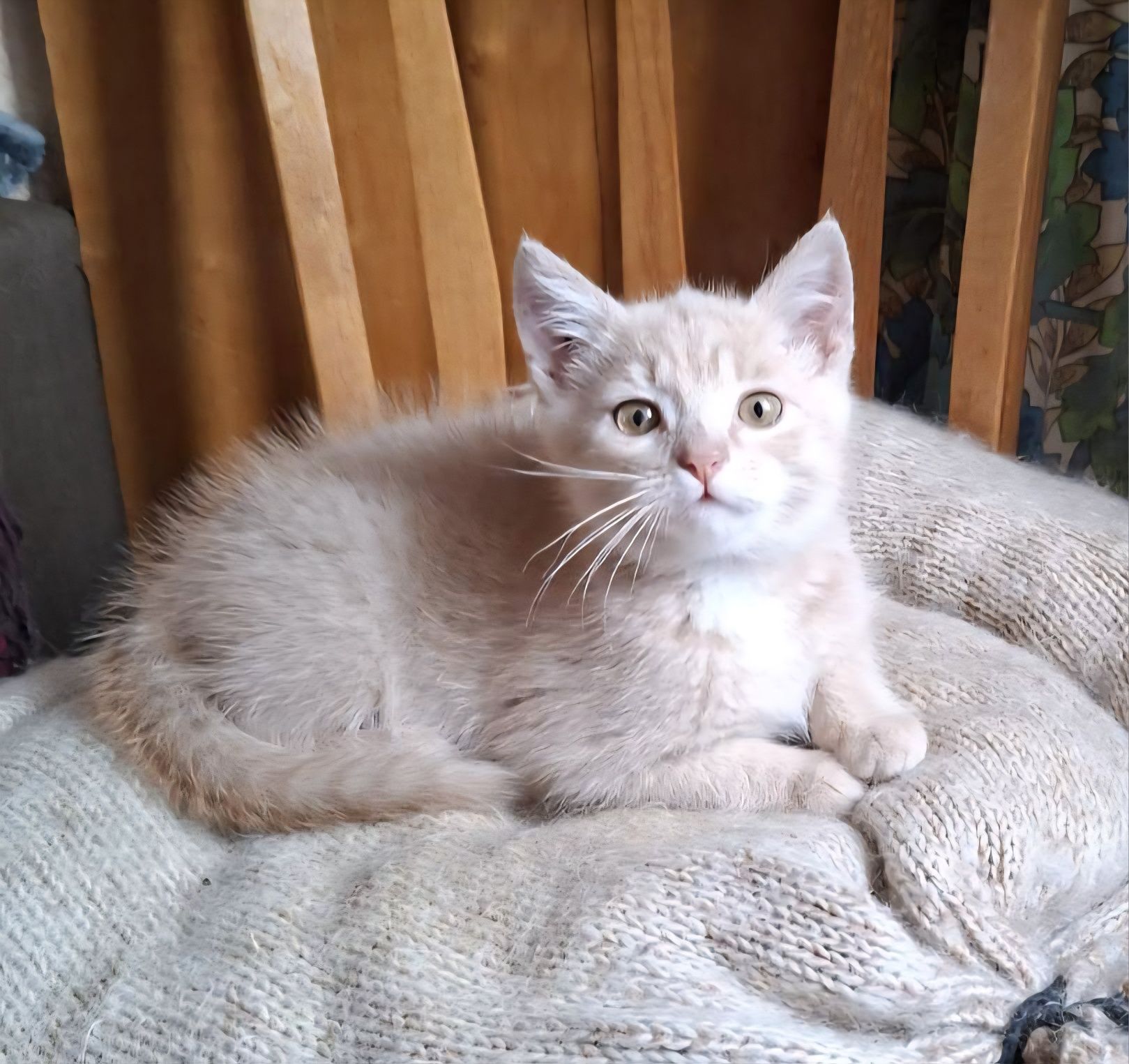 Красивых котят отдам в хорошие руки!