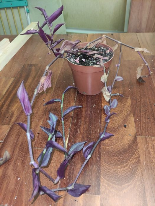 традесканція зебрина