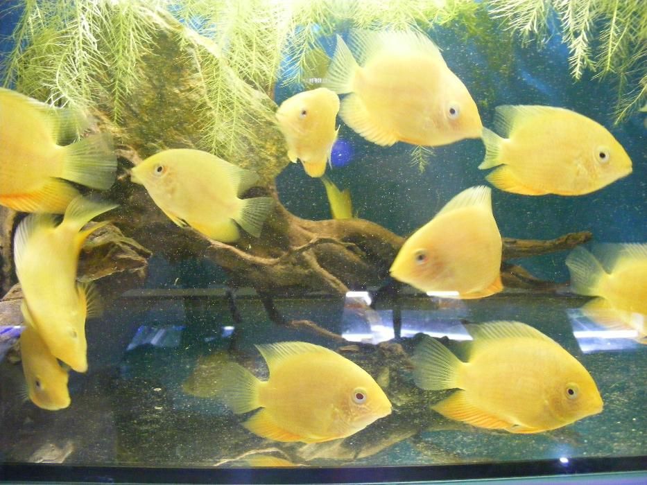 GB Pielęgnica Severum GOLD