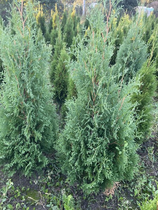 Продаю гарні туї з власного розсадника