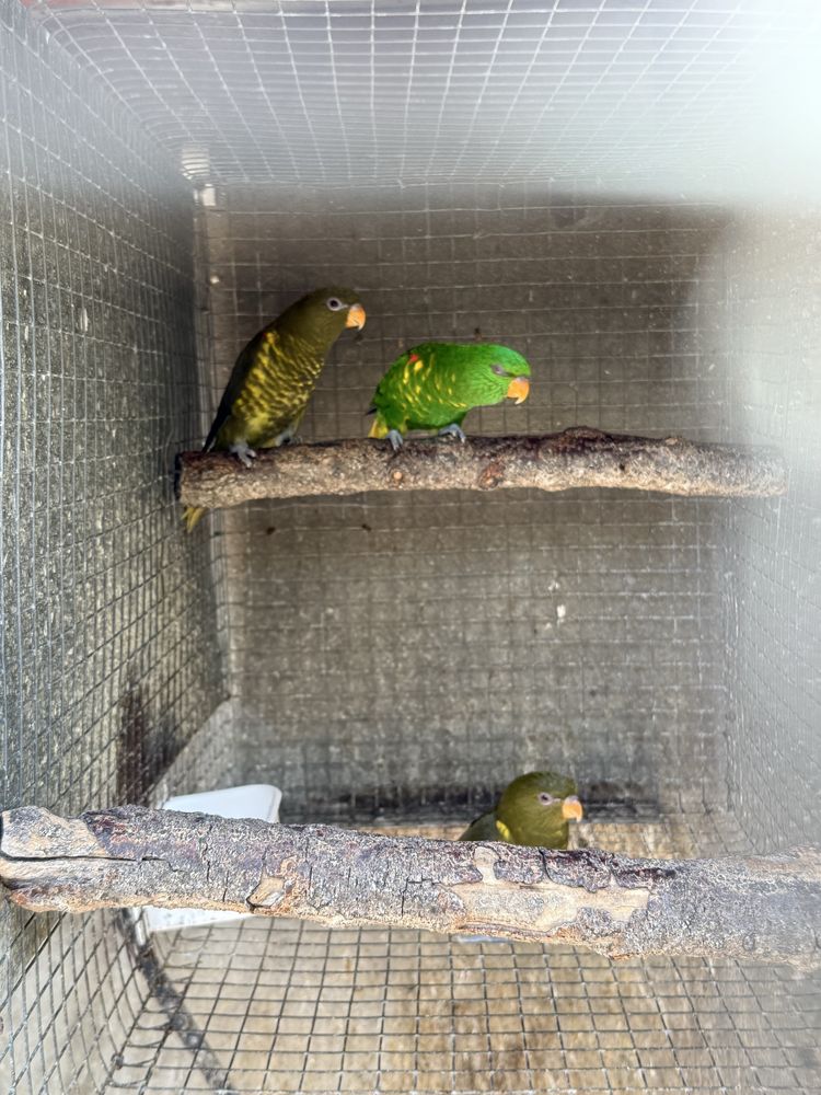 Lote de casais loris