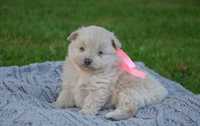 Maltipoo suczka cudne misie