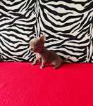 Chihuahua liliowy mini piesek