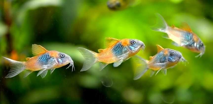 Mega promocja Corydoras Kirys kirysek orange Wenezuela venezuela  sumi