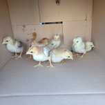Indio Gigante e Pekin Mottled Negro
