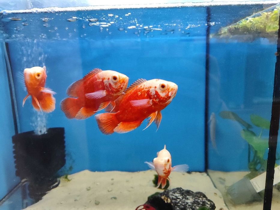 Pielęgnica pawiooka Red Chilli - Astronotus ocellatus TYLKO 4 SZTUKI