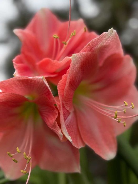 Гипеаструм, комнатная лилия, растения, цветы