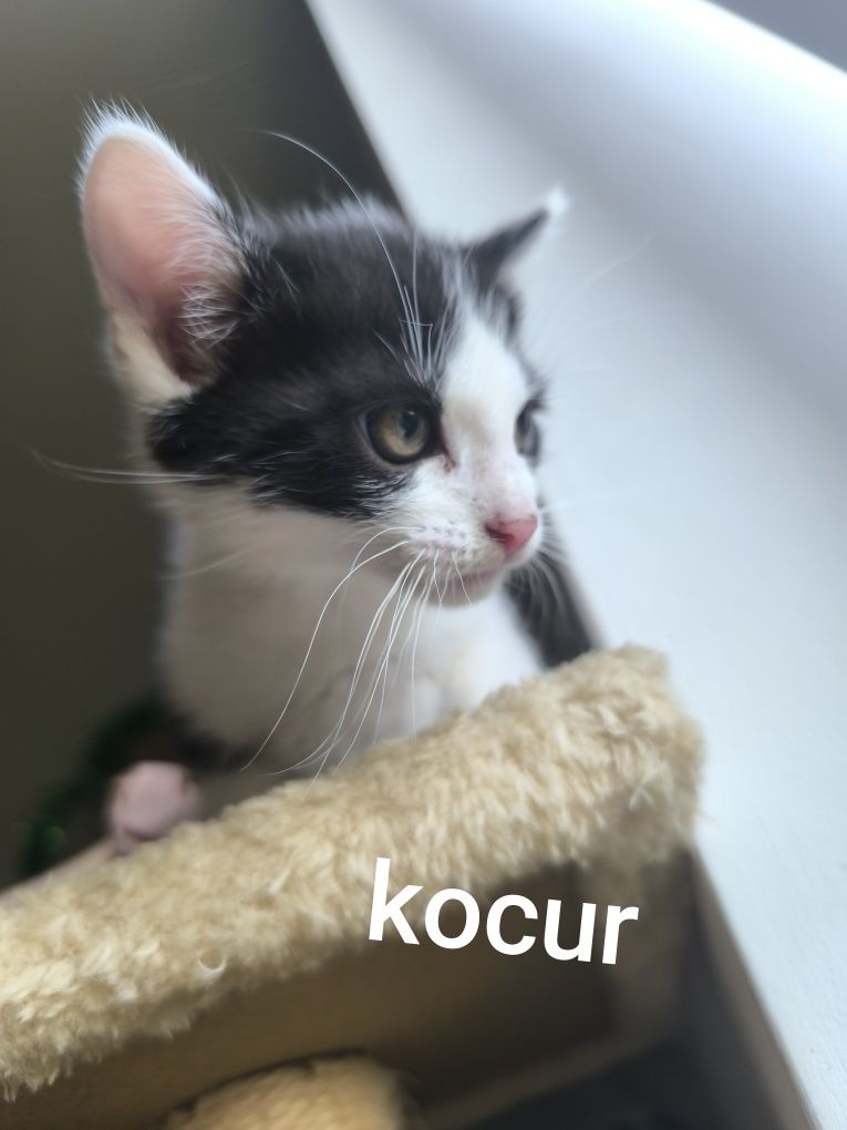 Biało czarne kociaki