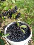 Aronia. owoce wysyłamy.