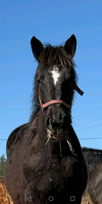 Polski koń zimnokrwisty, PKZ, klacz, roczniak
