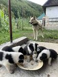 Лайки від робочих батьків