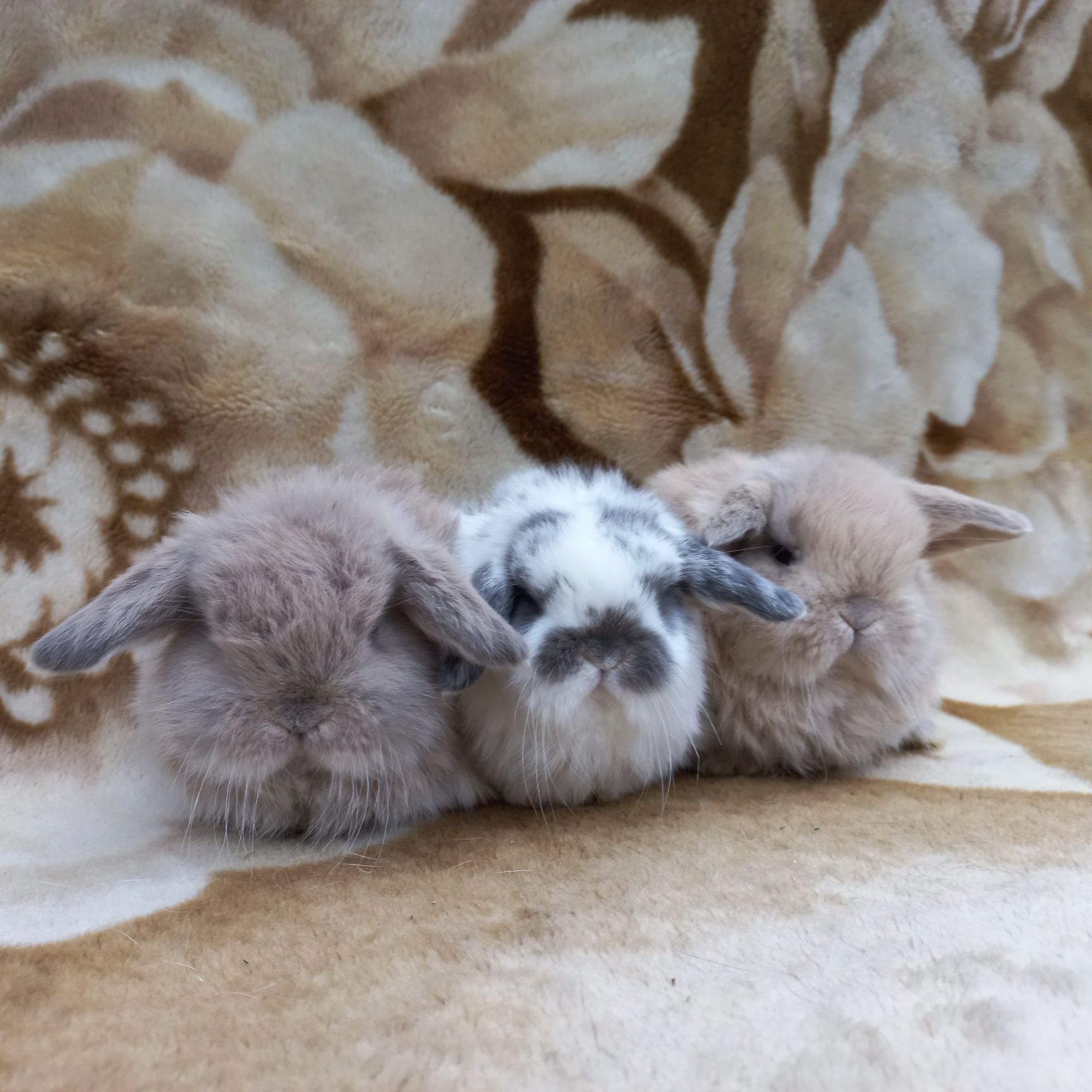 Большой выбор карликовых мини кроликов