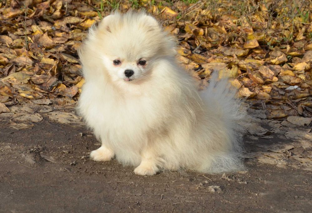 Кремовая красавица.  Померанский  ТОЙ шпиц.