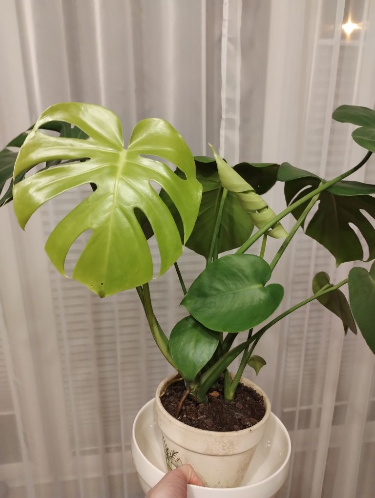 Monstera dziurawa monster