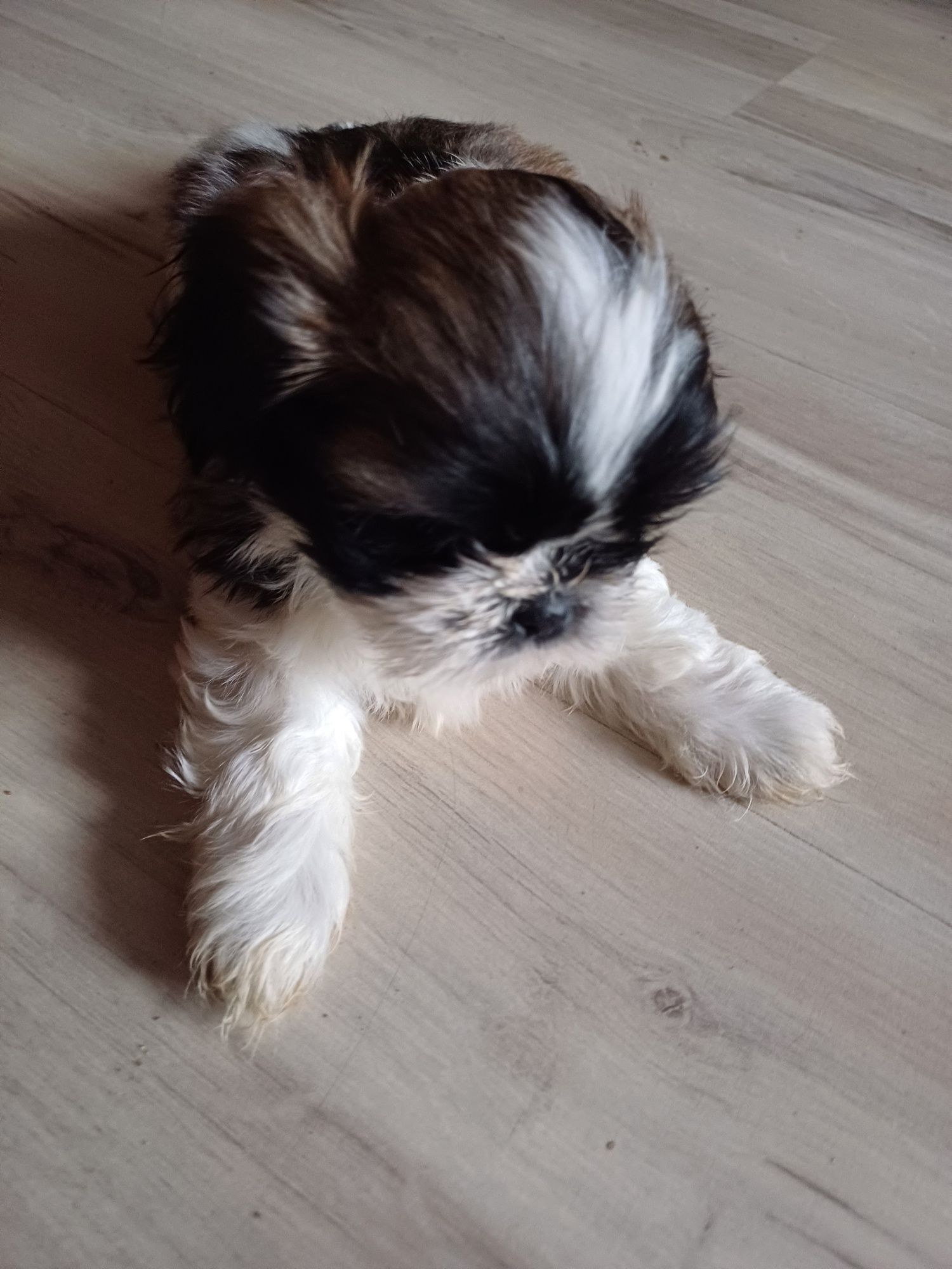 Ogłoszenia prywatne shih tzu