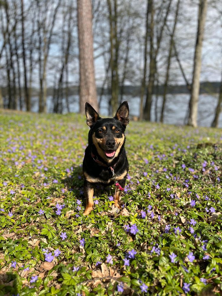 Nala gotowa do adopcji
