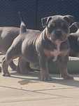 American Bully Pocket Piękna Mocna