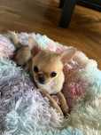 Chihuahua Piesek blue fawn