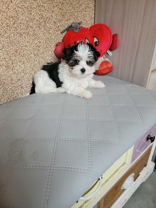 Suczka yorkshireterrier biewer