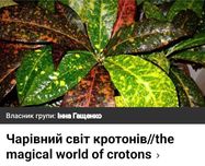 Кротон ,неймовірно яскраві кротони, різні сорти