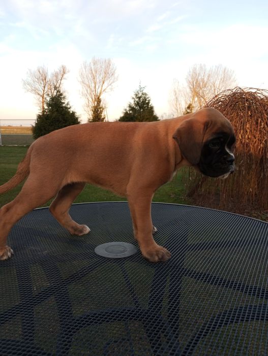 Suczka bokser szczeniak gotowy do odbioru