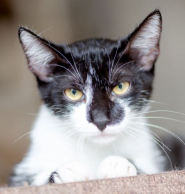 Отис, 1 год, котенок, котик, маленький котик, мальчик, ждет